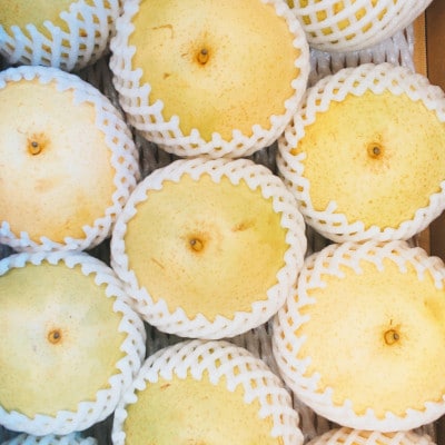 ご家庭用 希少品種!大玉でみずみずしい和梨!　横手市増田産【香梨】約5kg　