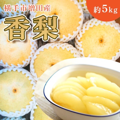 ご家庭用 希少品種!大玉でみずみずしい和梨!　横手市増田産【香梨】約5kg　