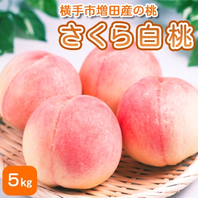横手市産増田産の桃(さくら白桃)5kg