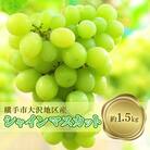 濃甘な完熟葡萄　横手市産大沢地区産のシャインマスカット　約1.5kg