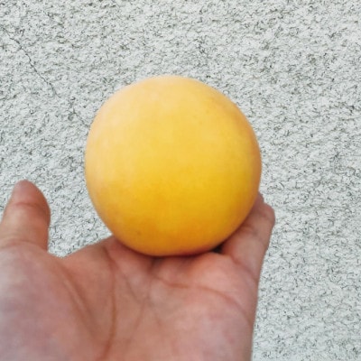 令和7年発送予約 秋田県横手市増田産 季節の桃 詰め合わせ 約3kg