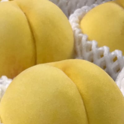 黄桃(黄貴妃)　約2kg