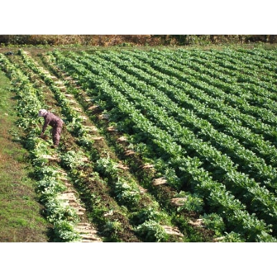 山内いぶりがっこと舞茸入り炊き込みご飯の素　詰め合わせ