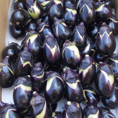 秋田丸小茄子3kg