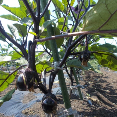 秋田丸小茄子3kg