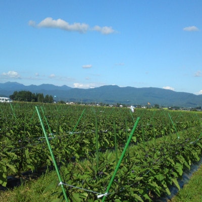 秋田丸小茄子3kg