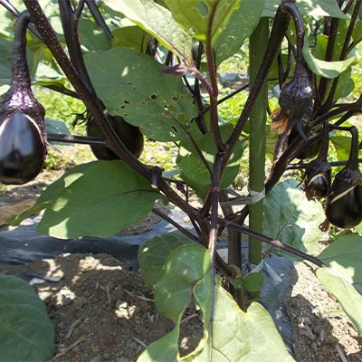 秋田丸小茄子3kg