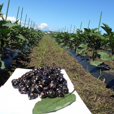 秋田丸小茄子(小)3kg箱詰