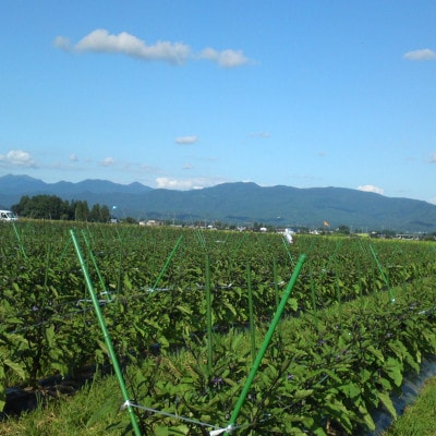 秋田丸小茄子(小)3kg箱詰