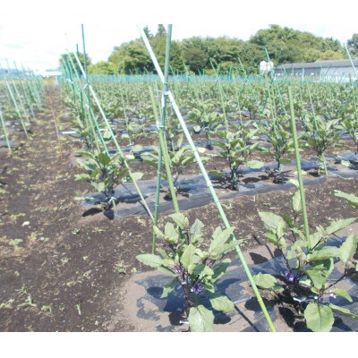 秋田丸小茄子(小)3kg箱詰