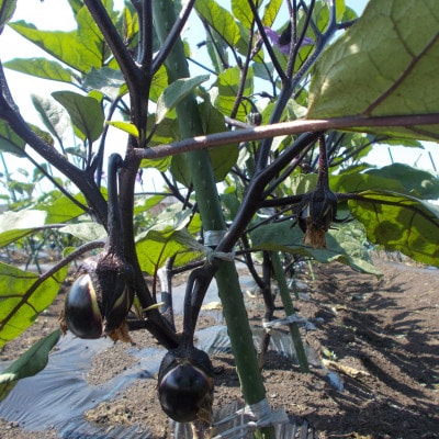 秋田丸小茄子(小)3kg箱詰