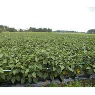 秋田丸小茄子2kgと秋田丸茄子2kgのセット　計4kg