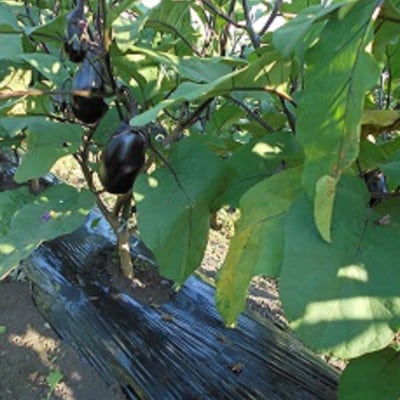 秋田丸茄子　4kg
