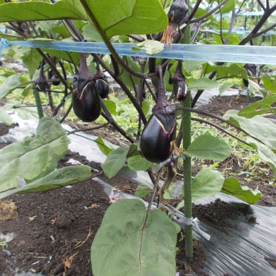 秋田丸茄子　4kg