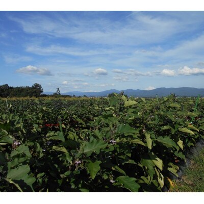 秋田丸茄子　4kg