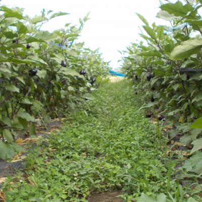 秋田丸茄子　4kg