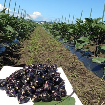 【玄米と麴漬け】(おく漬け)菊入フローズン秋田丸小茄子漬け(冷凍品)180g6パック入り