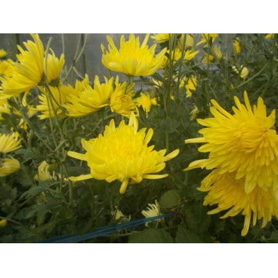 【玄米こうじ漬け】菊入秋田丸小茄子漬け(冷凍品)180g6パック入り