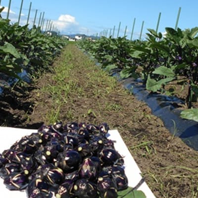 【玄米と麴漬け】(おく漬け)菊入フローズン秋田丸小茄子漬け(冷凍品)180g6パック入り