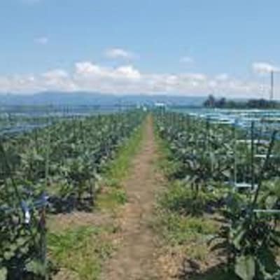 【玄米と漬け】(おく漬け)菊入フローズン秋田丸小茄子漬け(冷凍品)180g6パック入り