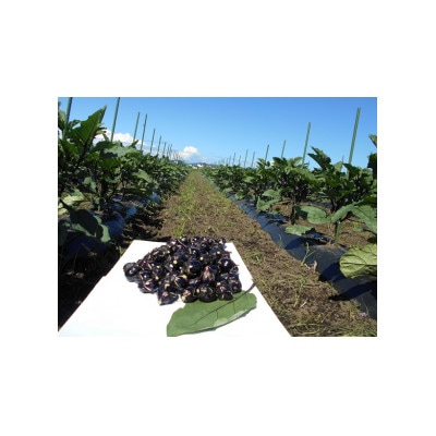 【玄米と麹漬け】(おく漬け)レンジ解凍菊入フローズン秋田丸小茄子漬け(冷凍品)180g6パック入り