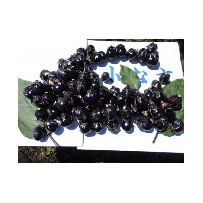 (おく漬け)フローズン秋田丸小茄子漬け(玄米こうじ漬け)180g入り7パック