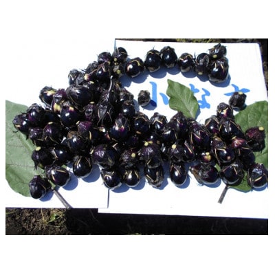 (おく漬け)レンジ解凍フローズン秋田丸小茄子漬け(玄米こうじ漬け)180g入り7パック