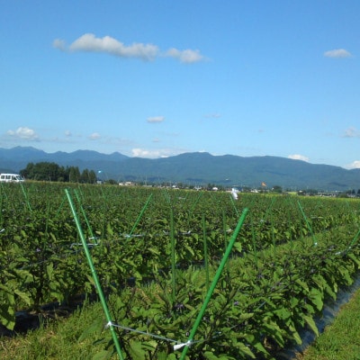 フローズン秋田丸小茄子漬け(玄米こうじ漬け)180g入り7パック