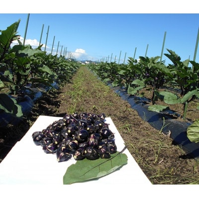 (おく漬け)フローズン秋田丸小茄子漬け(玄米こうじ漬け)180g入り7パック