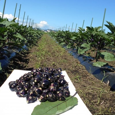 (おく漬け)レンジ解凍フローズン秋田丸小茄子漬け(玄米こうじ漬け)180g入り7パック