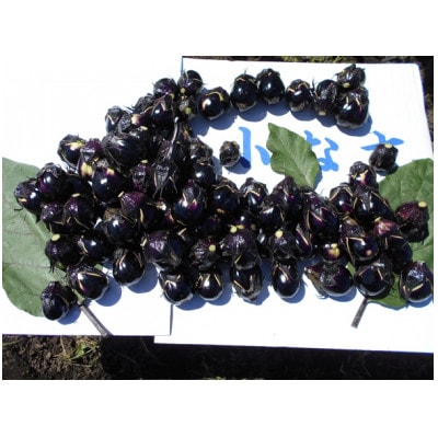 フローズン秋田丸小茄子漬け(玄米こうじ漬け)180g入り7パック