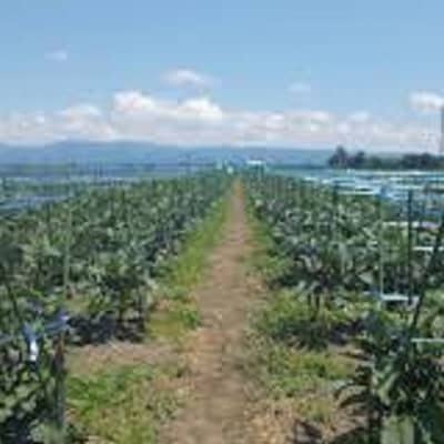 (おく漬け)フローズン秋田丸小茄子漬け(玄米こうじ漬け)180g入り7パック