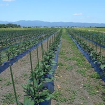 (おく漬け)フローズン秋田丸小茄子漬け(玄米こうじ漬け)180g入り7パック