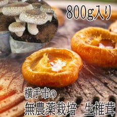 肉厚ジューシー!生しいたけ詰め合わせ 800g