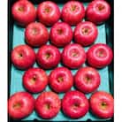 樹上完熟　サンフジ　ご家庭用 　約5kg