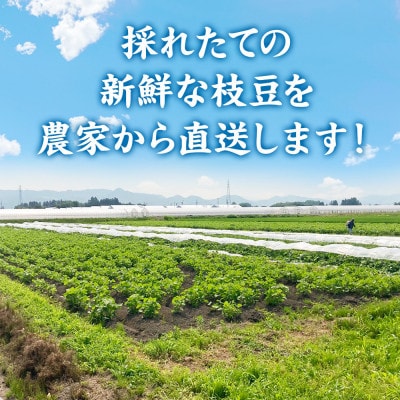 つくり手の顔が見える、新鮮枝豆 1.5kg(250g×6袋)秋田県横手市産