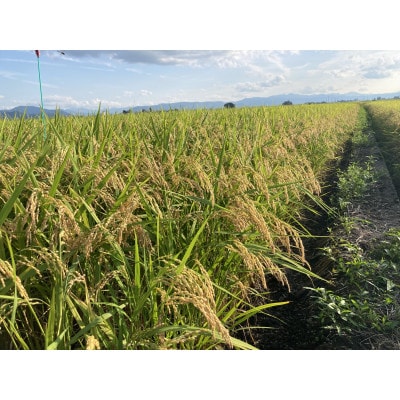 「作り手の顔が見えるお米」秋田県産あきたこまち玄米5kg(令和8年産)