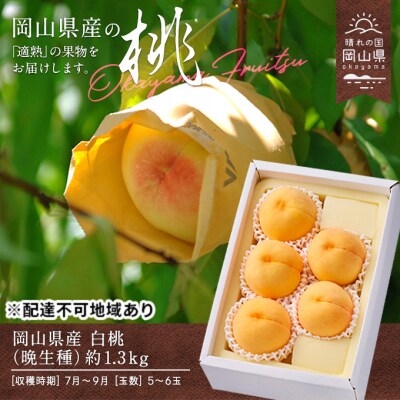 【2026年先行受付】白桃 晩生種 約1.3kg 5～6玉 岡山県産 [No.5735-0702]