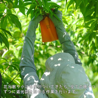 【2026年先行受付】白桃 晩生種 約1.3kg 5～6玉 岡山県産 [No.5735-0702]
