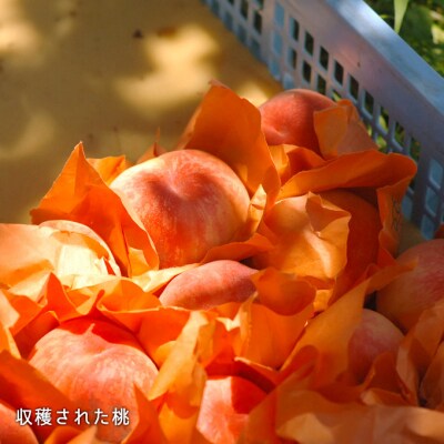 【2026年先行受付】白桃 晩生種 約1.3kg 5～6玉 岡山県産 [No.5735-0702]