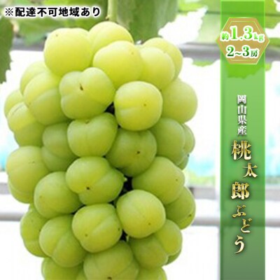 桃太郎ぶどう 約1.3kg  2～3房   岡山県産  [No.5735-0785]