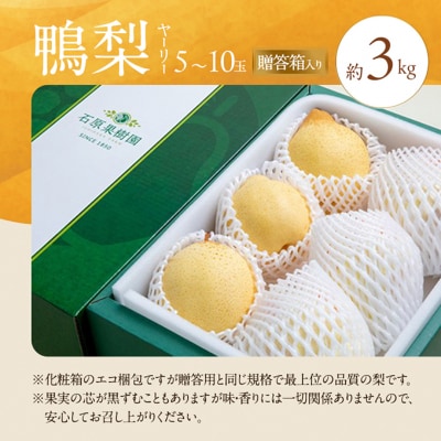 石原果樹園　鴨梨(ヤーリー)5～10玉 合計約3kg 贈答箱 岡山県産 [No.5735-0945]