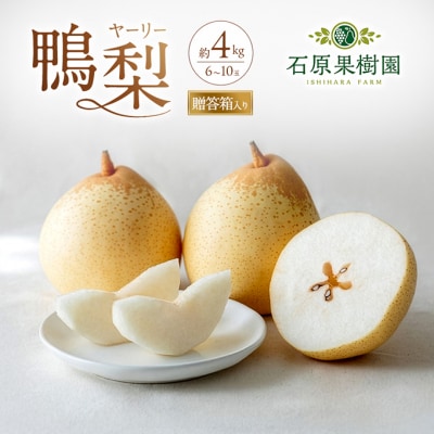 石原果樹園　鴨梨(ヤーリー)6～10玉 約4kg 贈答箱 岡山県産 [No.5735-0946]