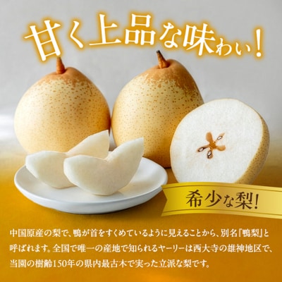 石原果樹園　鴨梨(ヤーリー)6～10玉 約4kg 贈答箱 岡山県産 [No.5735-0946]