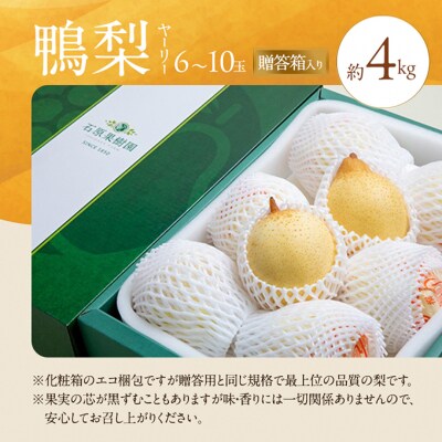 石原果樹園　鴨梨(ヤーリー)6～10玉 約4kg 贈答箱 岡山県産 [No.5735-0946]