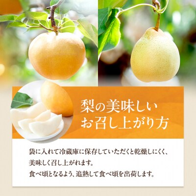 あたご梨・鴨梨(ヤーリー)詰合せ 合計約2kg 贈答箱 岡山県産 [No.5735-0948]
