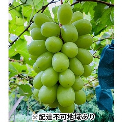 【2026年先行受付】シャイン マスカット 3房 計2kg以上 岡山県産[No.5735-1060]