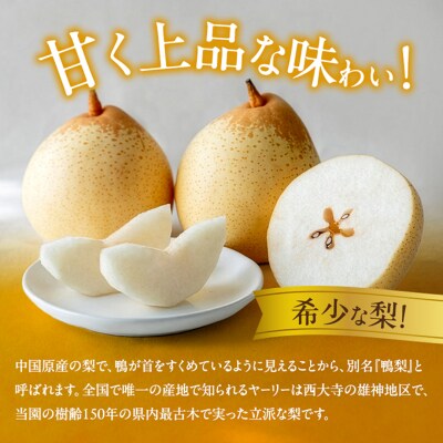 石原果樹園　備前乙女梨(鴨梨) 3～4玉 合計約2kg  岡山県産 [No.5735-1158]