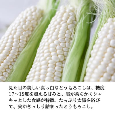 生で甘い、茹でて美味い!牛窓産 白色 とうもろこし 「うしまどんな」約3kg[2157002]