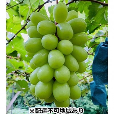 【2026年先行受付】シャイン マスカット 1房 700g以上 岡山県産[No.5735-1503]